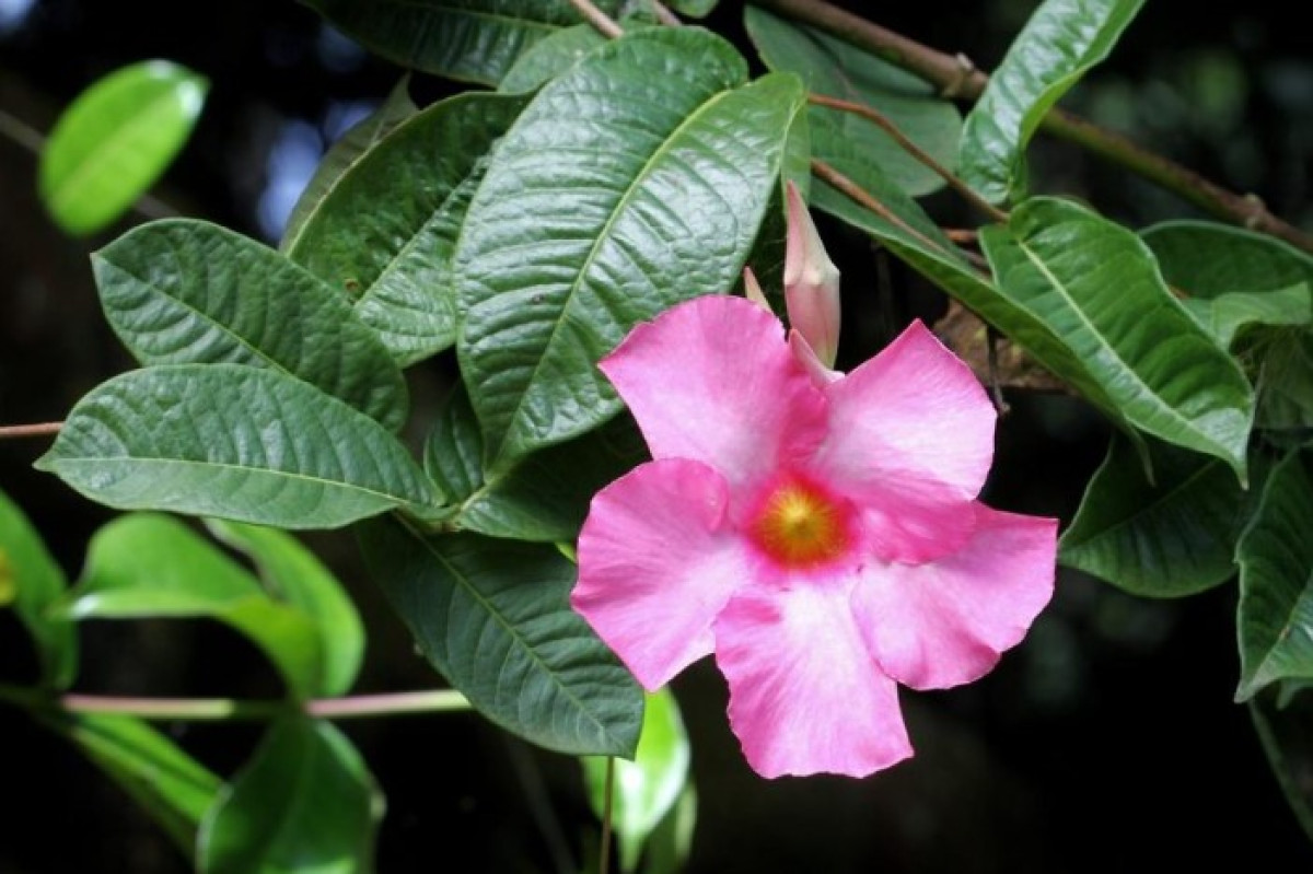 A diplodia téli gondozása: a legjobb hely a teleléshez egy hangulatos sarokban