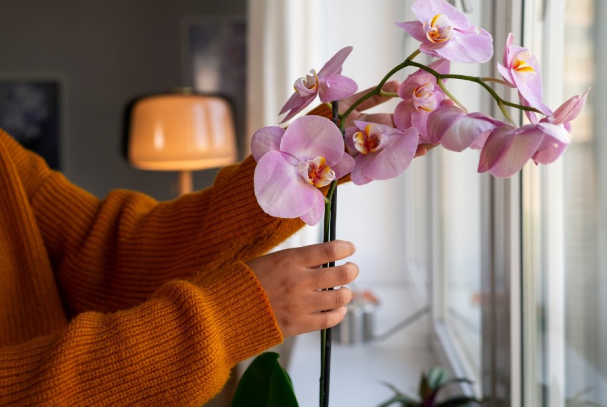 A kertészek titkos módszere: Ez az egyszerű, természetes technika újraéleszti az orchideádat – és úgy virágzik majd, mint még soha 2 A kertészek titkos módszere: Ez az egyszerű, természetes technika újraéleszti az orchideádat – és úg...