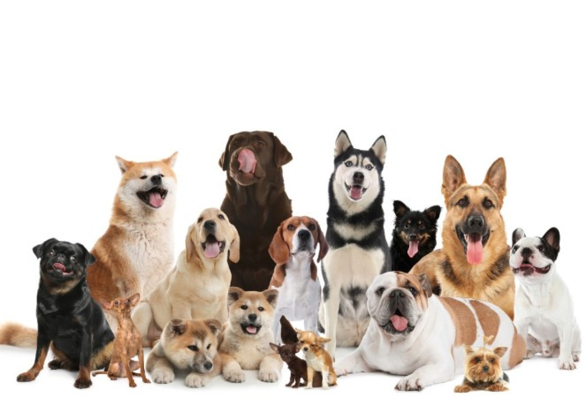 A lista megmutatja, mely kutyák élnek a leghosszabb ideig 2 A lista megmutatja, mely kutyák élnek a leghosszabb ideig