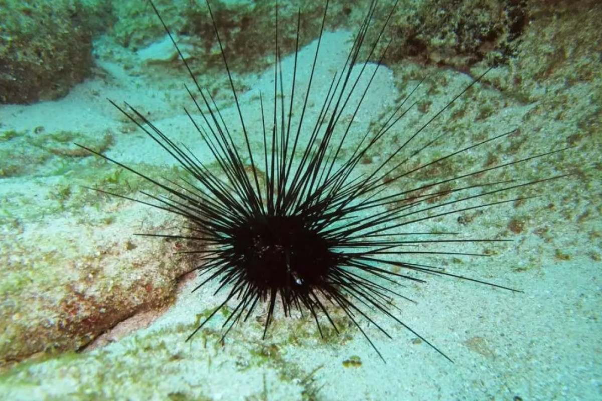 A tanulmány azt mutatja, hogy a tengeri sünök valójában a legtisztább formájú fej