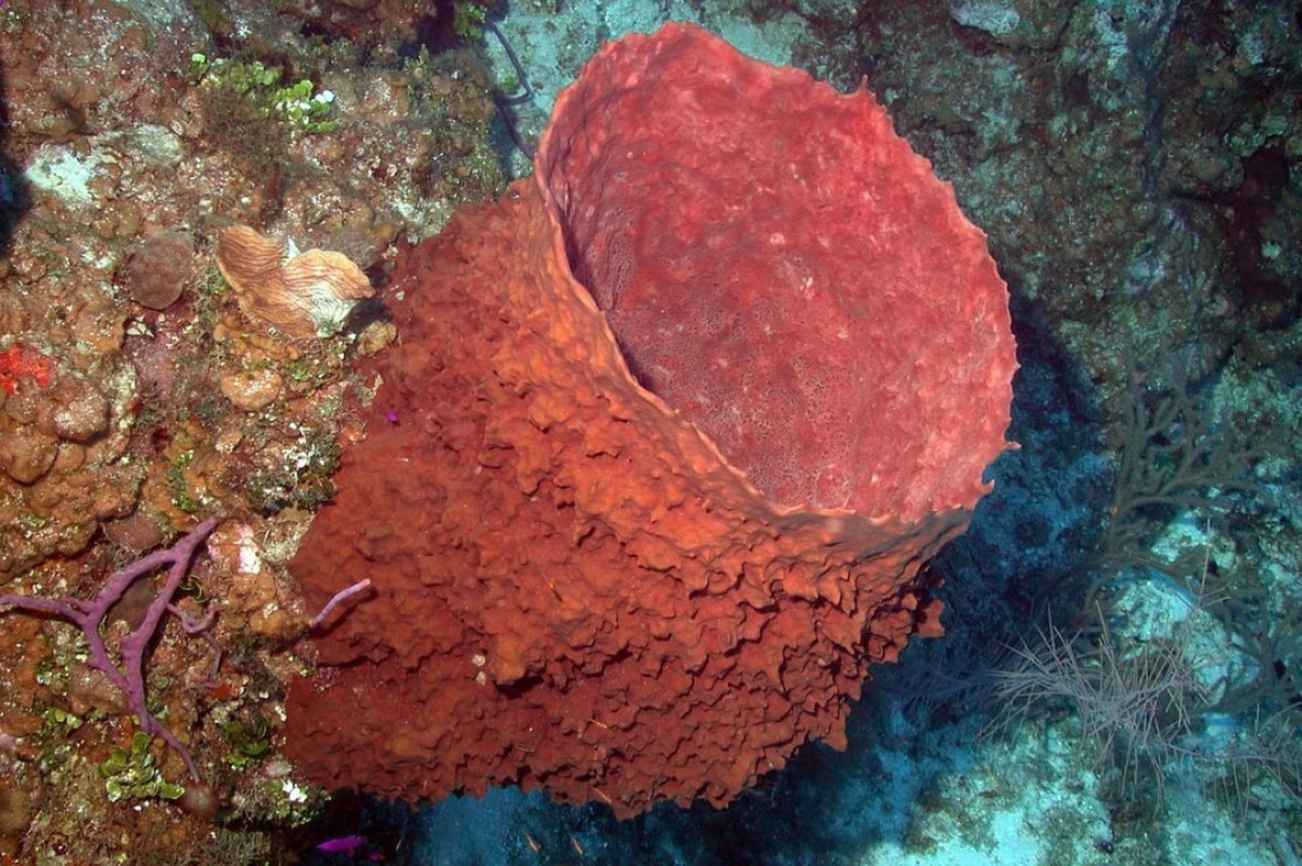 A tudósok belemerültek az Atlanti-óceán mélyébe, és aranyat találtak: 30 új és nagyon furcsa faj