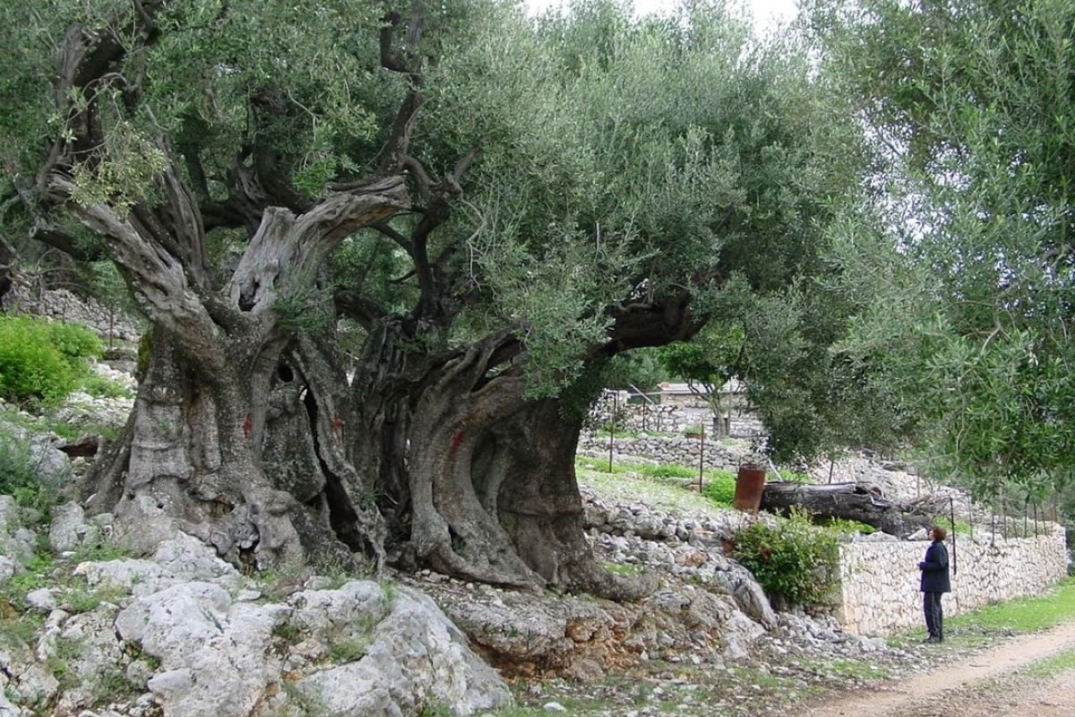 A világ legrégebbi olajfája: 4000 éves, és még mindig gyümölcsöt terem