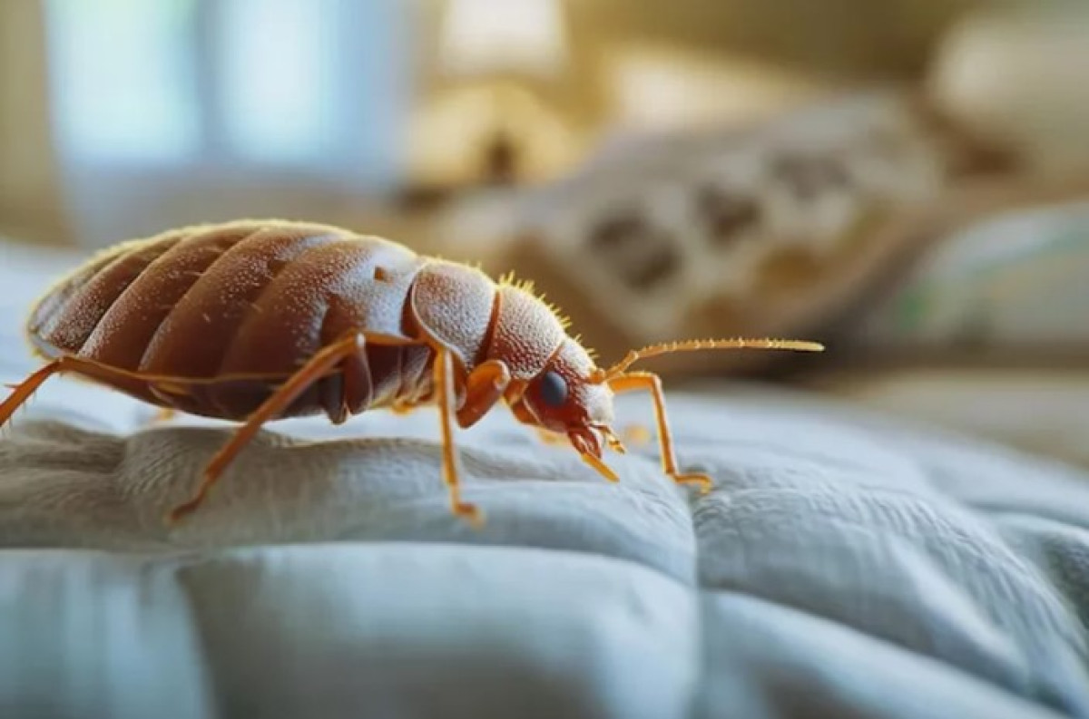 Az ágyi poloskák bejöhetnek a szomszédok lakásából – így védekezhet otthon