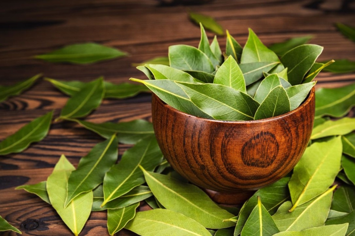 Babérlevél a hálószoba ajtaján: miért érdemes lógatni?