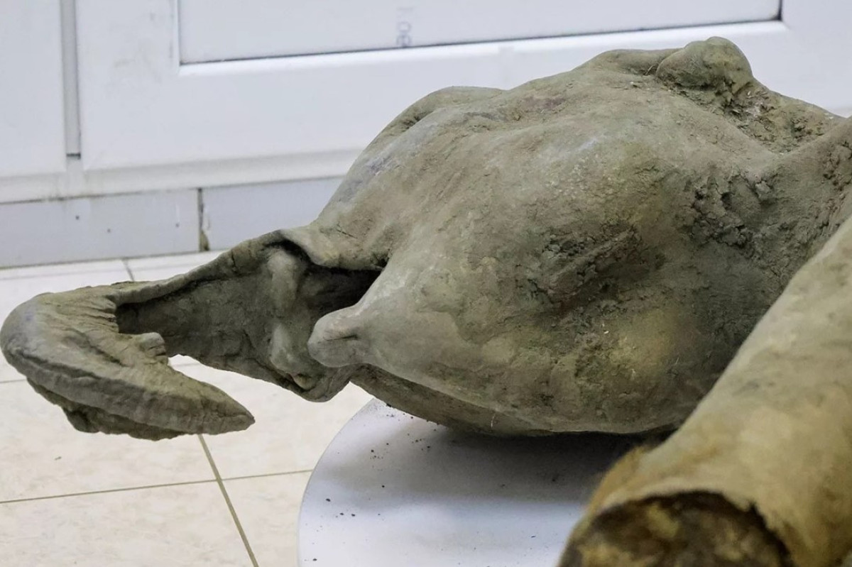 Egy mamut, amely 39 000 évvel ezelőtt halt meg egy barlangi oroszlán támadása miatt, előállította a ...