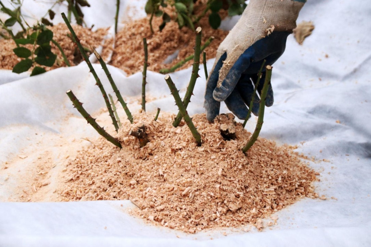 Emelés, Tisztítás, Tárolás: tárolási hőmérséklet és szabályozás
