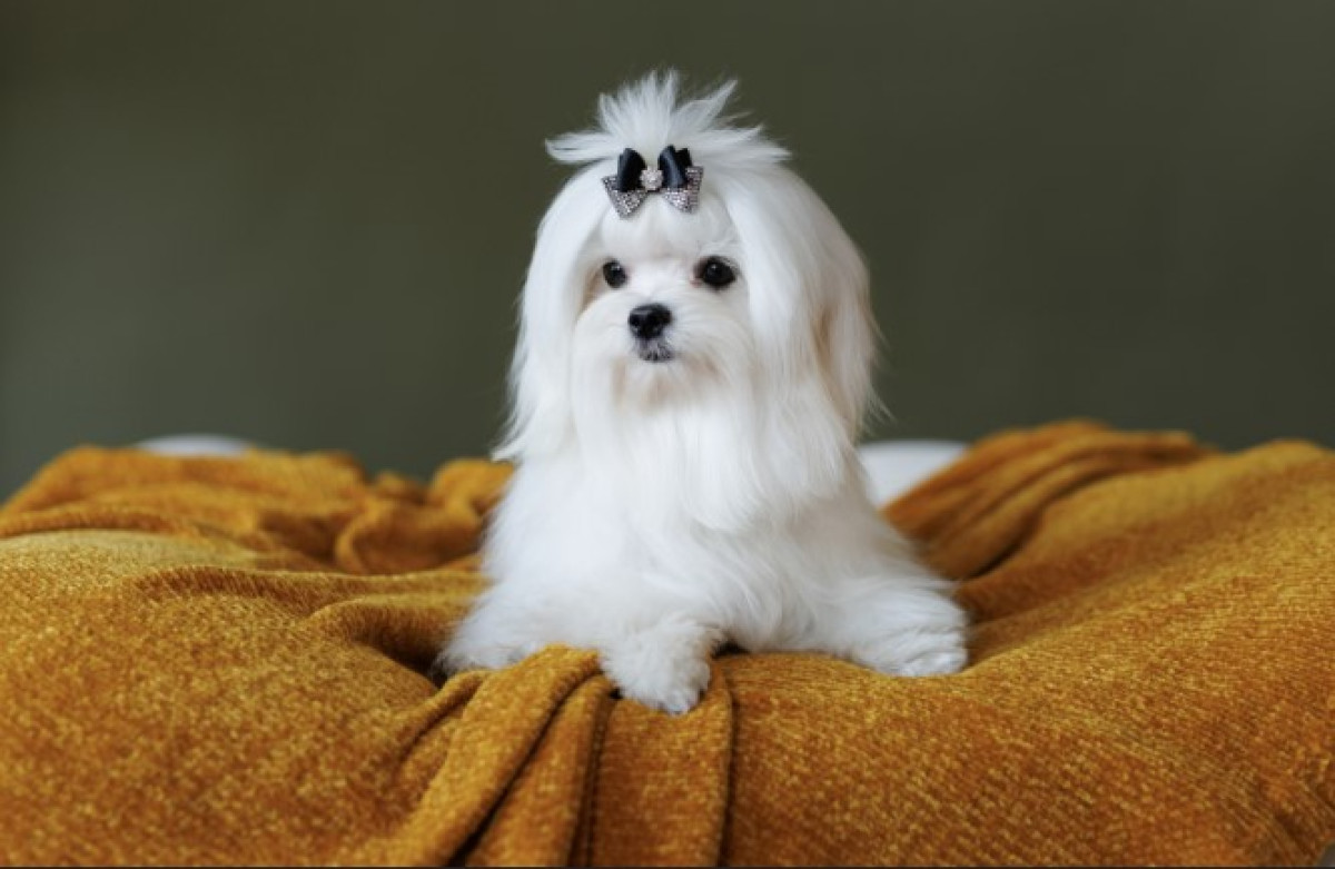 Ezeknek a kutyafajtáknak gyapjúra van szükségük