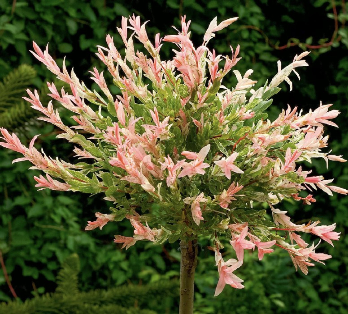 Ezért őrül meg minden kertész a japán fűzért – a trükk, amit azonnal ki akarsz próbálni! 2 A japán fűz varázsa: A gondozás és ültetés titkai