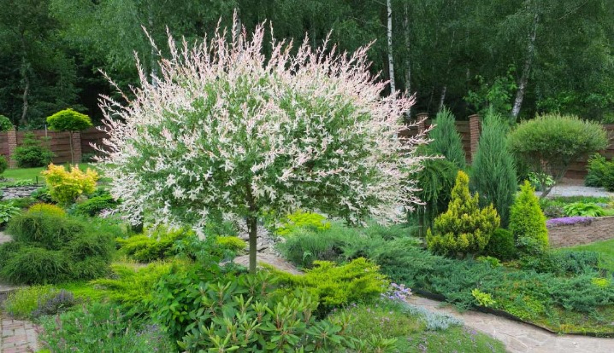 Ezért őrülnek meg a kertészek a japán fűzrétől – ezt a trükköt neked is ki kell próbálnod most rögtö...