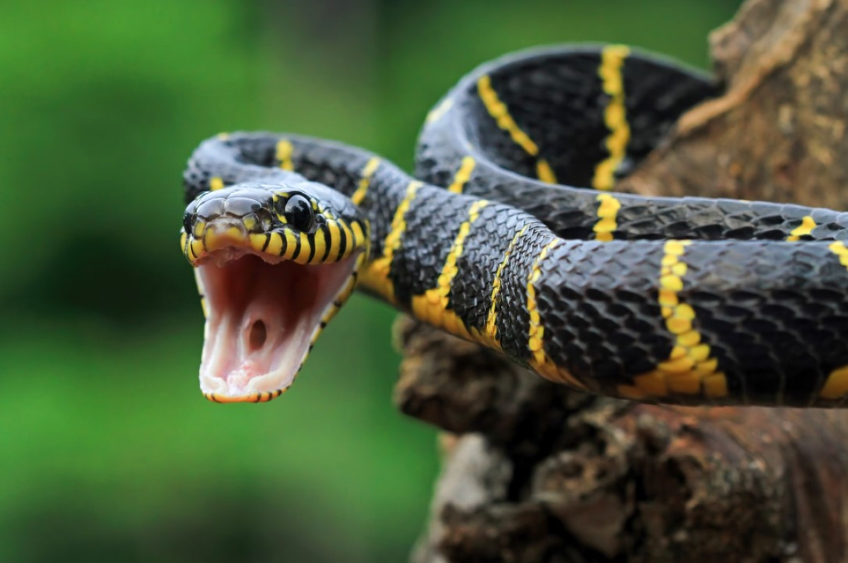 Halálos adaptációk: hogyan ellenállnak az állatok és a növények a mérgeknek