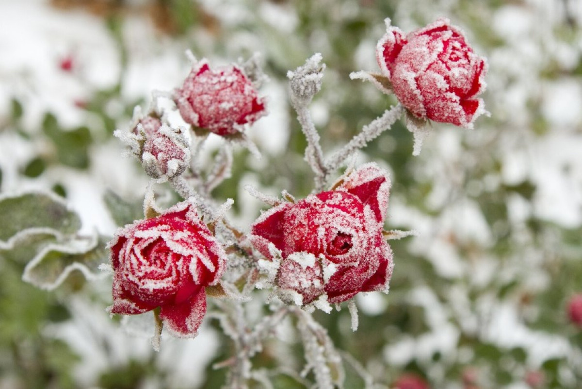 Hogyan élhetik túl a kert legszebb rózsái a telet? A titkok, amikről minden kertésznek tudnia kell 2 Hogyan élhetik túl a kert legszebb rózsái a telet? A titkok, amikről minden kertésznek tudnia kell