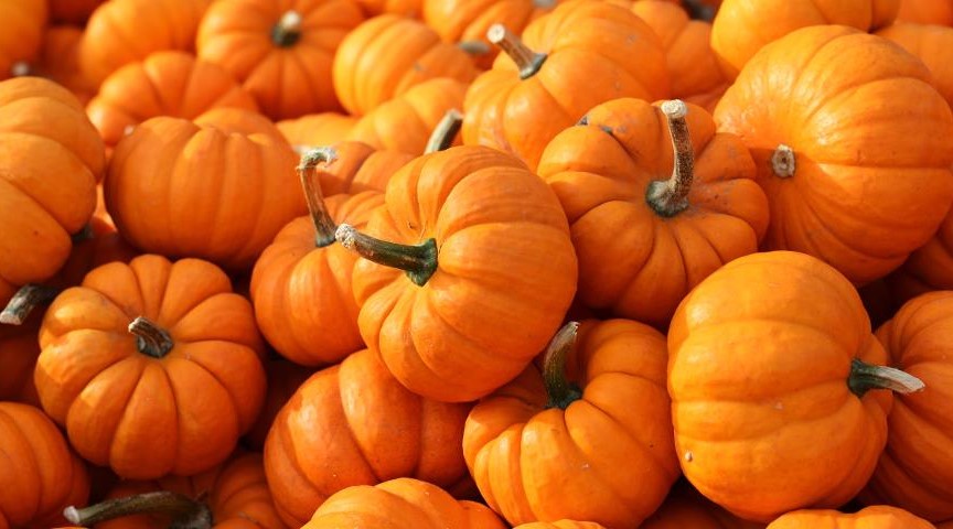 Hogyan fordult a sütőtök egy mezőszimbólumból a boszorkányóra szimbólumává 3 Hogyan fordult a sütőtök egy mezőszimbólumból a boszorkányóra szimbólumává - 1