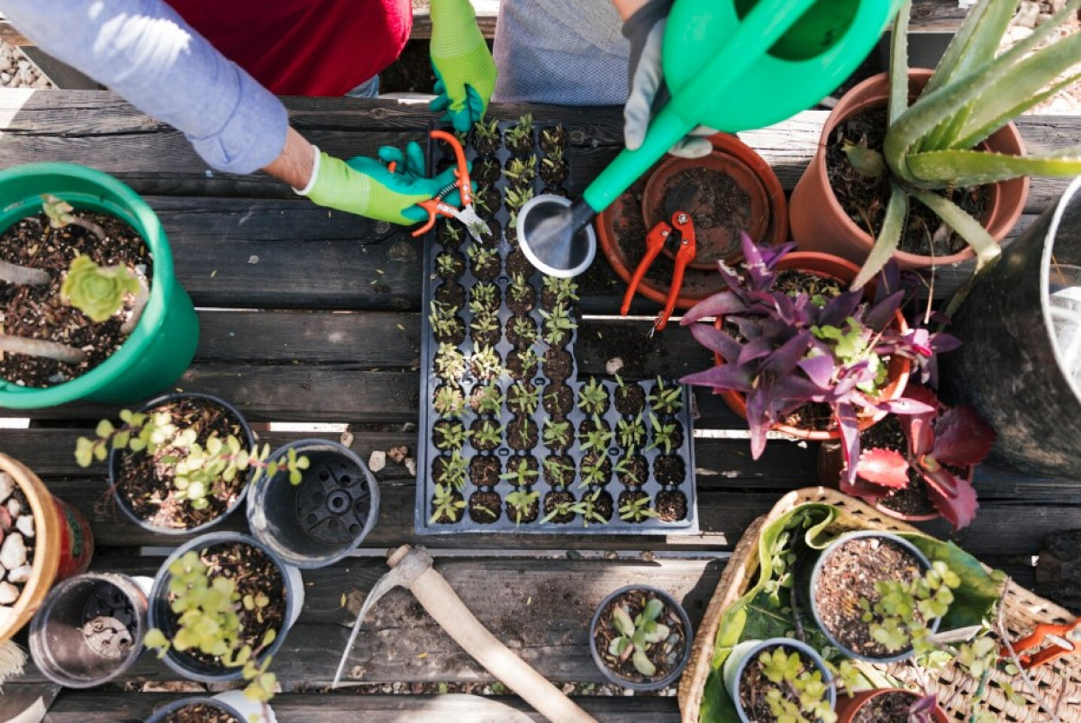 Hogyan készíts színes és egészséges kertet villámgyorsan: 5 bevált tipp kezdőknek és profiknak