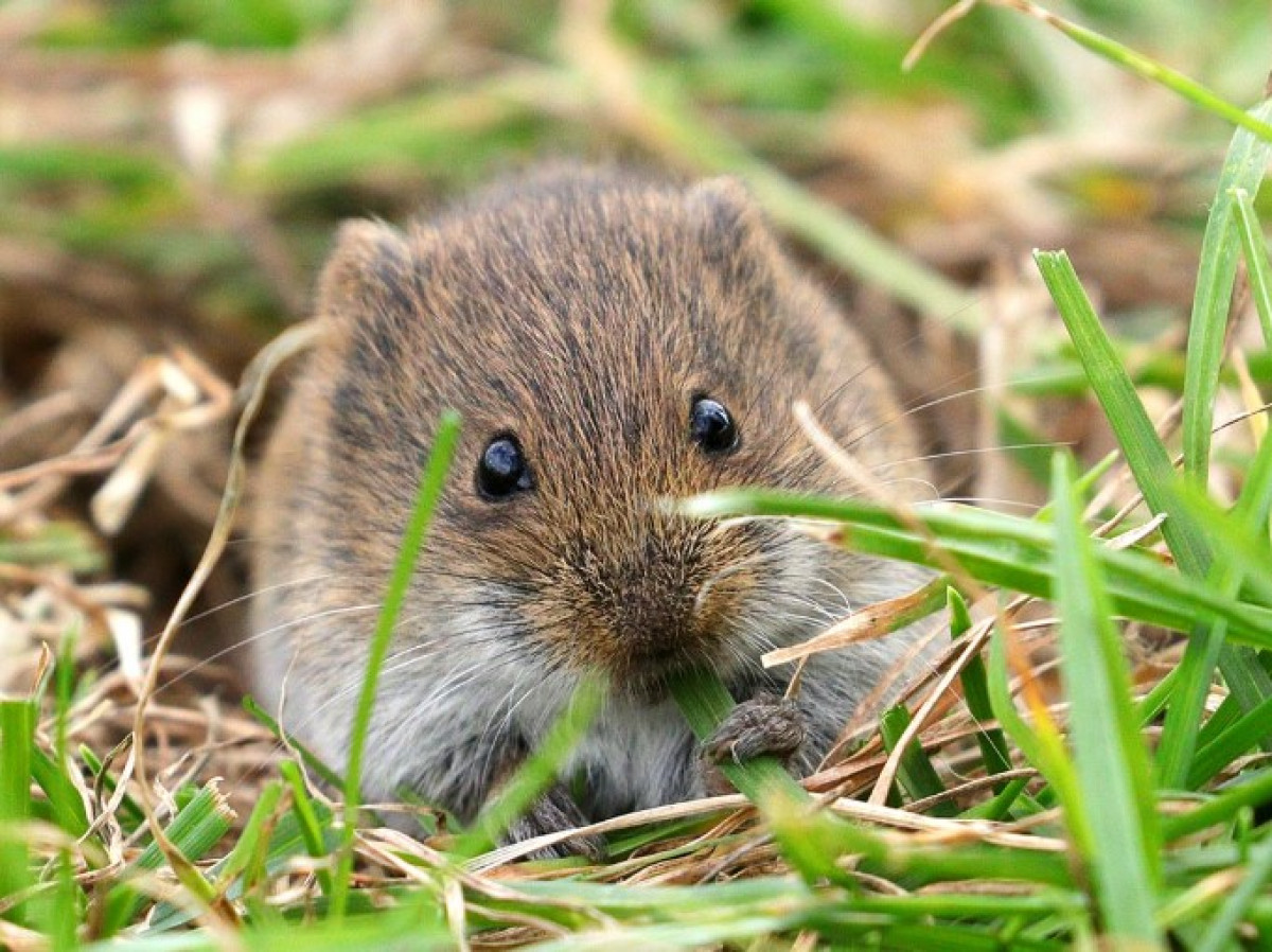 Hogyan lehet megszabadulni a kertben élő pockoktól – természetes módon