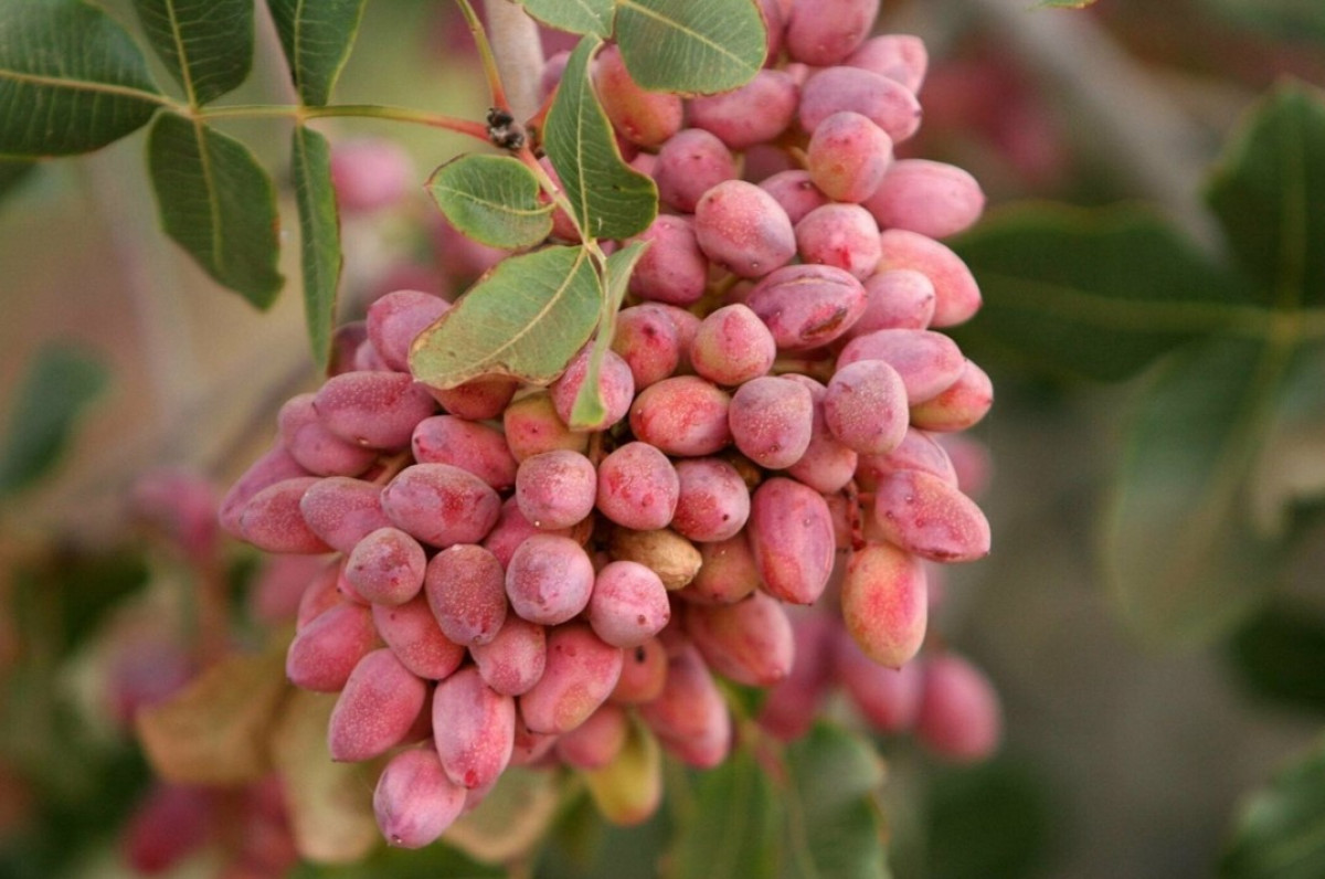 Hogyan növekszik a pisztáciafa cserépben, és milyen gyakran kell öntözni