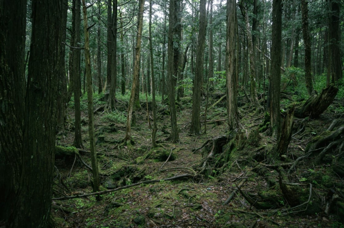 Hogyan tartották fenn a növények a légkör stabilitását 20 000 évvel ezelőtt