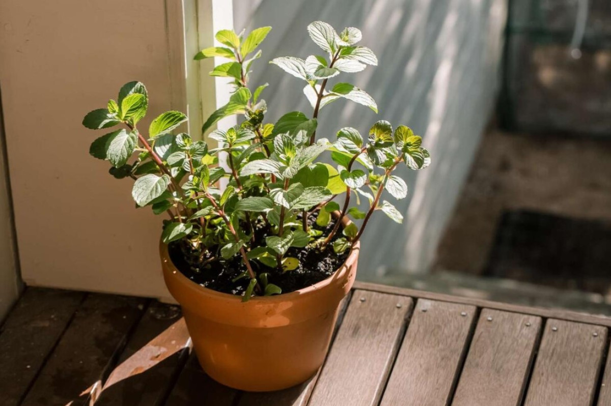 Hol helyezze el a mentát, hogy pénzt vonzzon a Feng Shui szerint