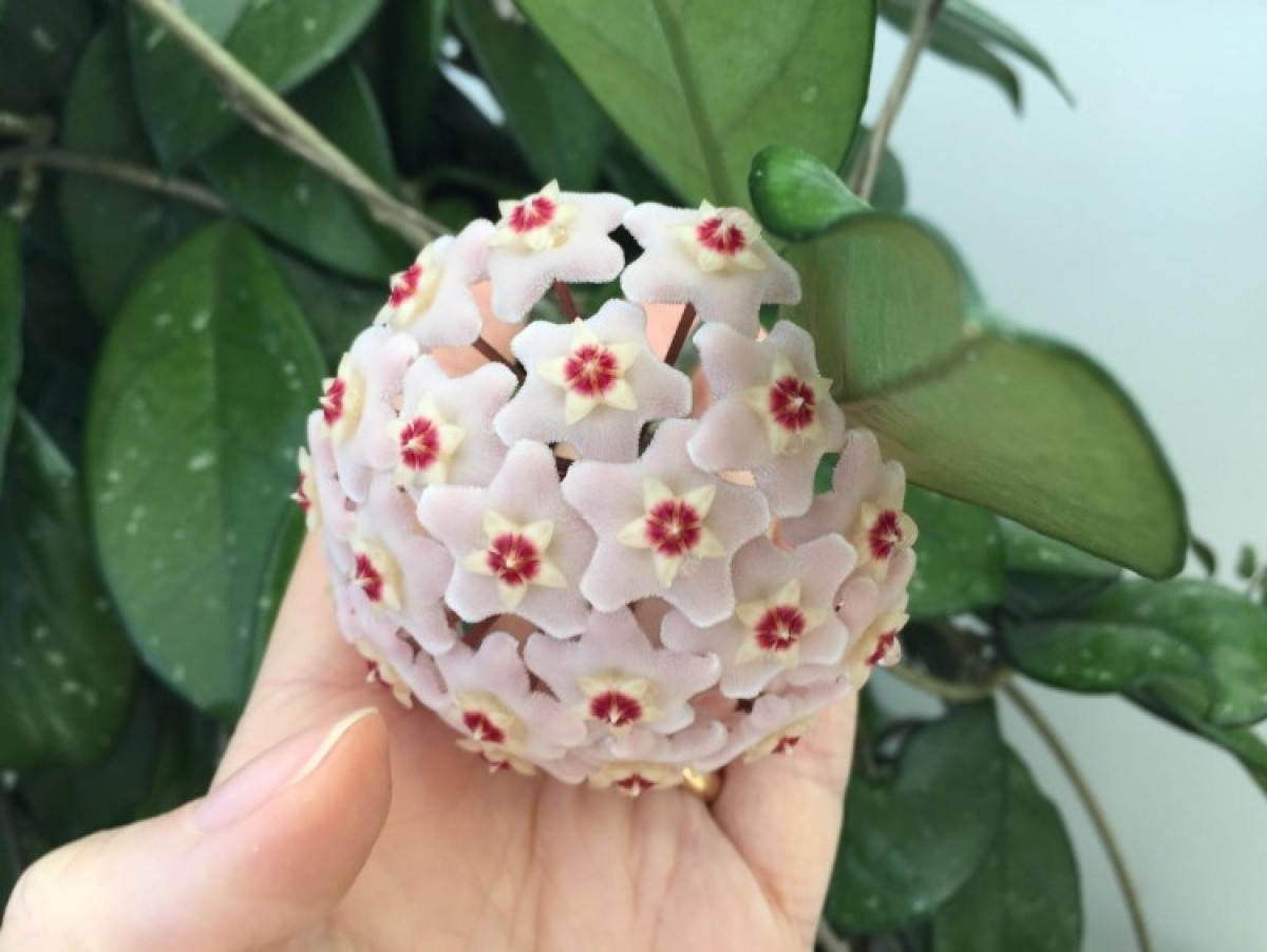 Hoya Carnosa: Az otthon varázslatos szobanövénye, ami soha nem hagy cserben