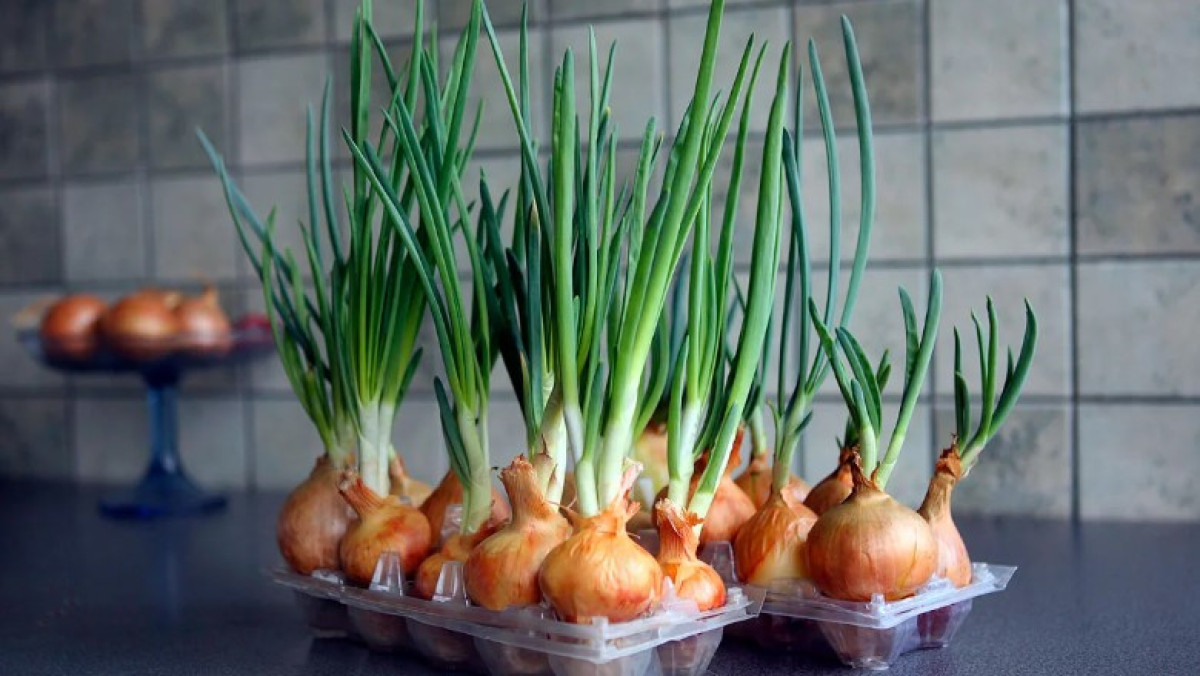 Így termesztheti saját Hagymáját egész évben
