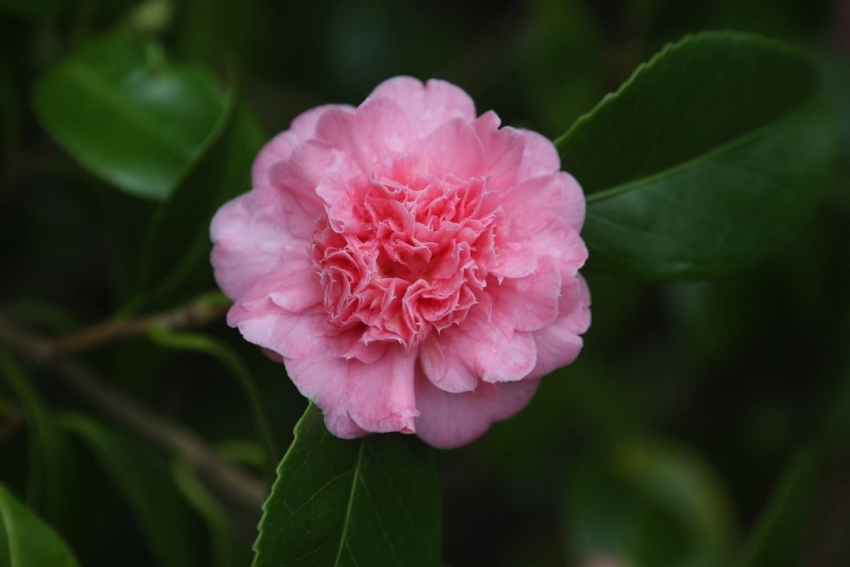 Japán rózsa: gyorsan növő, gyönyörű, de körültekintést igénylő dísznövény