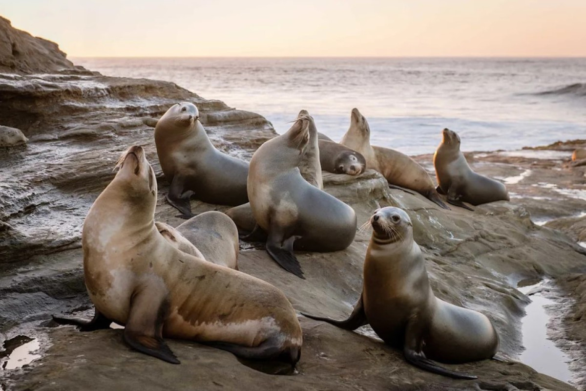 Madárinfluenza az Antarktisztól a világ minden tájáig: veszélyben a vadon élő állatok