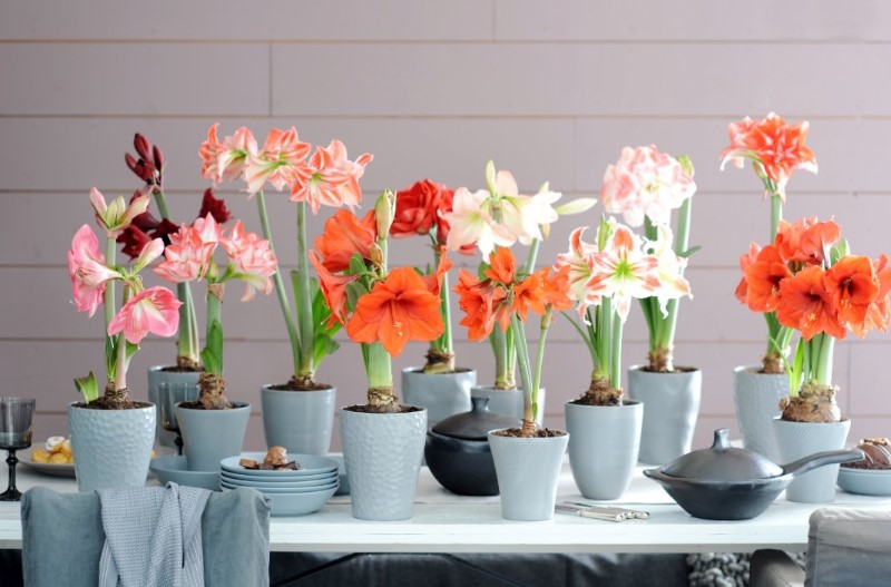 Mely növényekre van szüksége otthon, és melyekre nincs. - 1