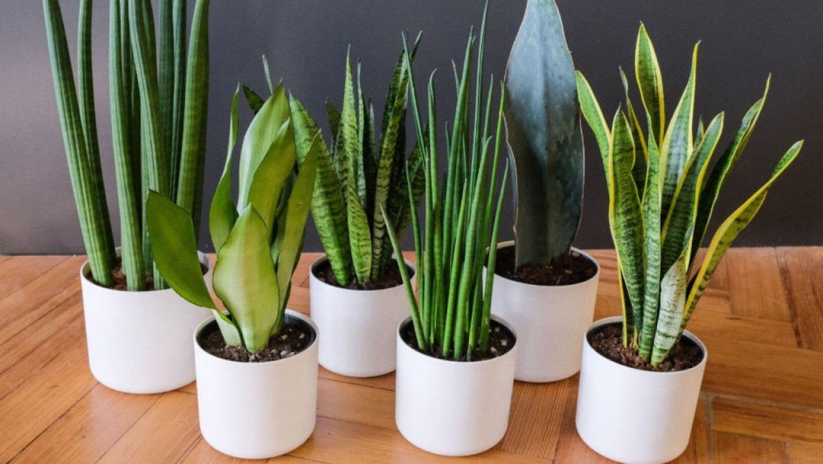 Mely növényekre van szüksége otthon, és melyekre nincs.