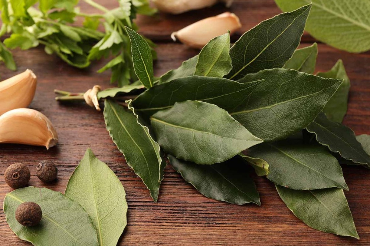 Miért lógass babérlevelet az ajtóra? A hagyomány és a pozitív energia ereje