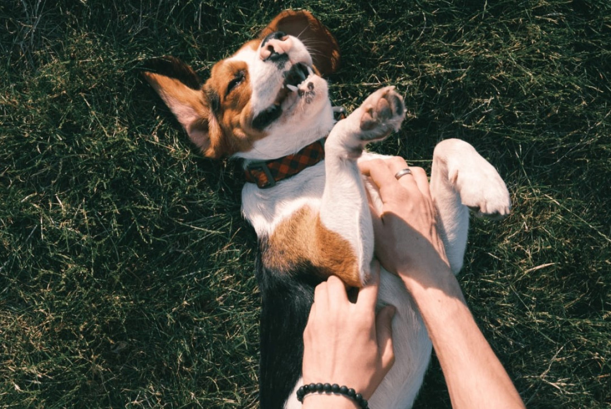 Mit jelent, ha a kutya a hátára fekszik és megmutatja a hasát? A viselkedésszakértők szerint ez nem ...