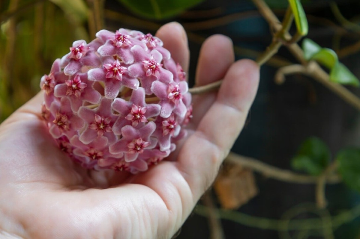 Olyan növény, amely ellenáll a 35 fokos hőmérsékletnek, és továbbra is illattal tölti meg a kertet
