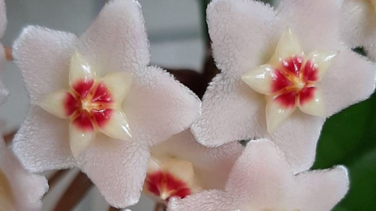 Olyan növény, amely illattal tölti meg otthonát, és nagyon könnyű gondozni