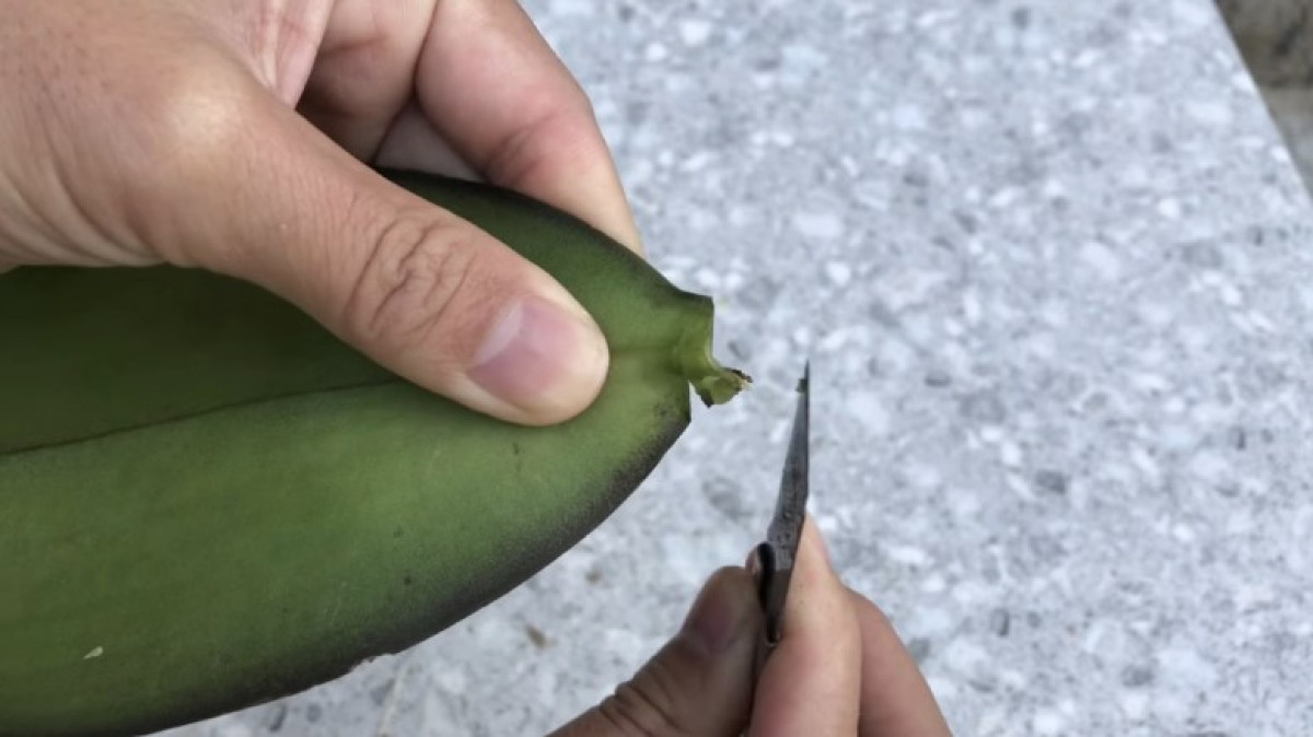 Orchidea Szaporítása Levélről: Minden, Amit Tudnod Kell A Tökéletes Szaporításhoz