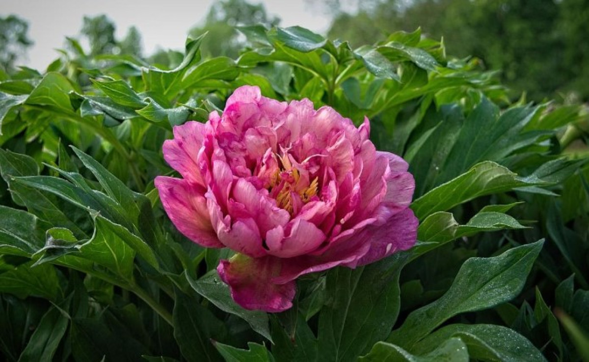 Őszi metszés nélkül: hogyan lehet megvédeni a pünkösdi rózsát a fagytól