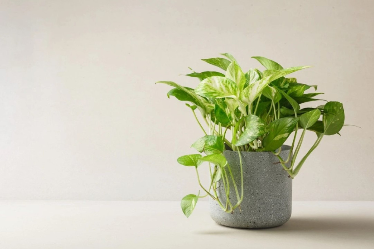 Potus: Gondozás, előnyök és tippek a ház díszítéséhez ezzel a népszerű növénnyel