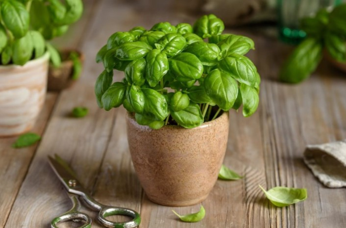 Sem a nappaliban, sem a teraszon: hol a legjobb hely a bazsalikom számára, hogy szerencsét hozzon a ...