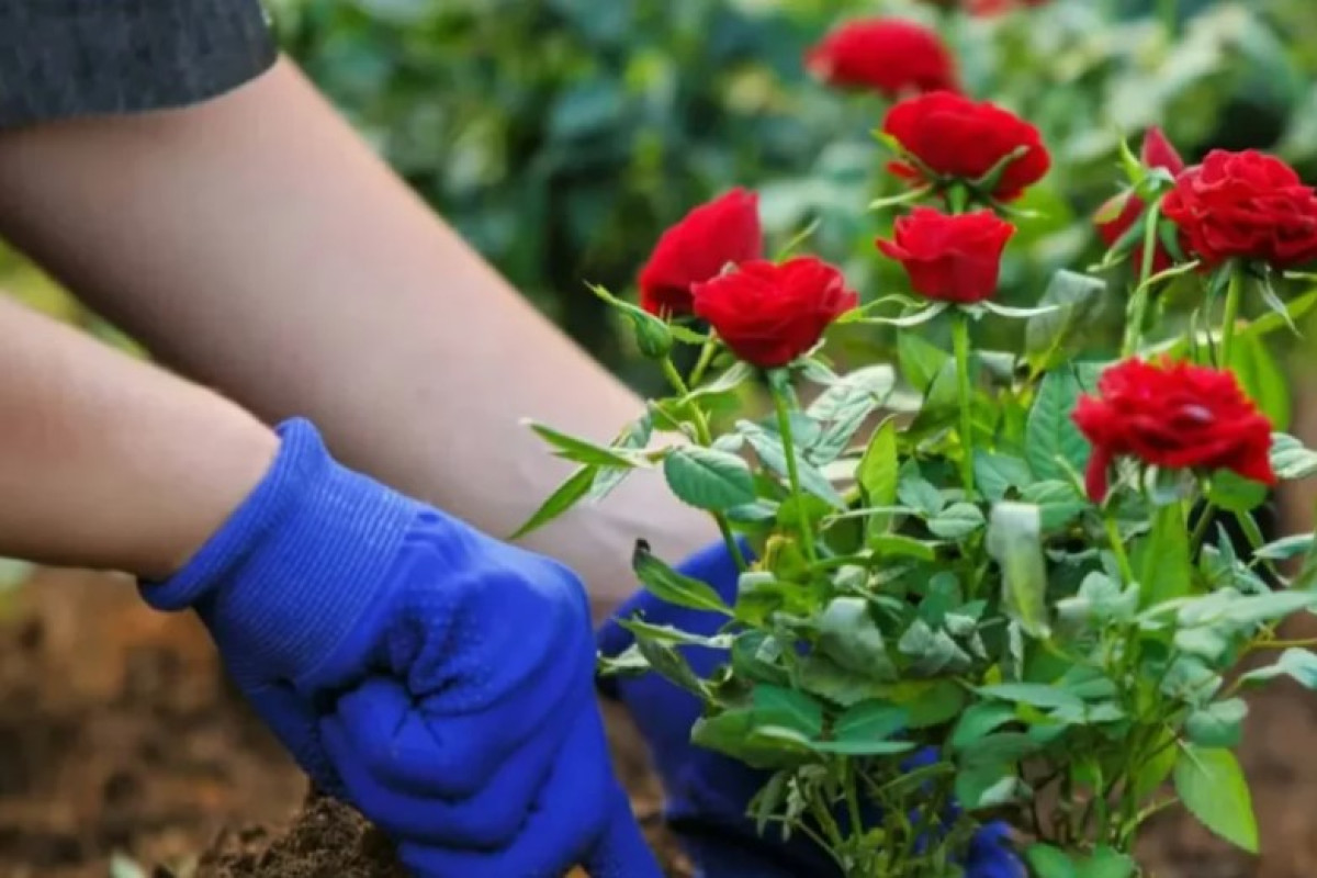 Szaporítsa a rózsabokrokat: hogyan és mikor kell szaporítania ezt a növényt, hogy több rózsát kapjon...